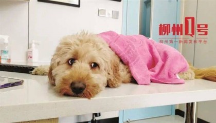 柳州一宠物犬就医后次日死亡，主人索赔约11万元！宠物医院：已经尽力了