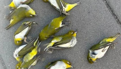 北京一座大厦楼下躺了14只鸟，12只已死亡！元凶竟是玻璃