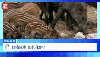多地频现野猪伤人致害！为什么不能放开猎捕？记者调查