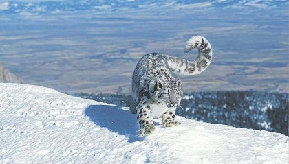 男子猎杀雪豹并剥皮加工，两月后又猎杀北山羊食用 涉案价值55万元，获刑5年