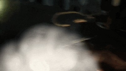 江西一高校惊现野猪，最后在食堂被成功抓获