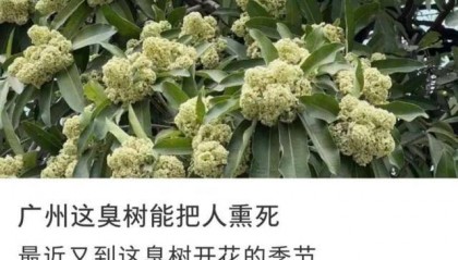 “臭到怀疑人生”!广东街头再次出现“风油精炒排骨”的味道,到底是什么?