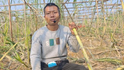 终于被你们偷完了！农场老板笑嘻嘻宣布“自助偷甘蔗”活动结束，自称要下班回家睡瞌睡