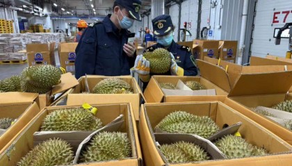 1600吨榴莲到了！预计本月中下旬降价