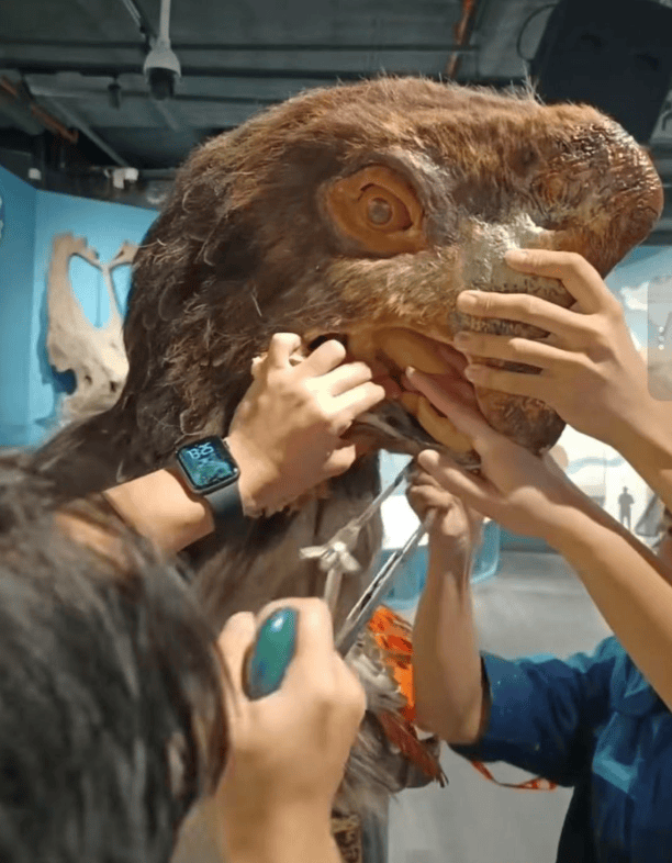 被卡住了!广州一游客把手伸进恐龙模型嘴中